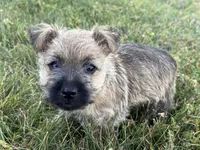 Coke, a male Cairn Terrier for sale in Fredericksburg, OH – 3 of 5