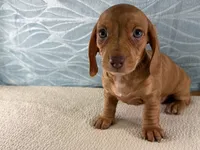 Bailey, a female Miniature Dachshund for sale in Fredericksburg, OH – 2 of 4