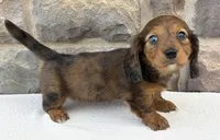 Clover, a female Miniature Dachshund for sale in Fredericksburg, OH – Photo 3 of 4