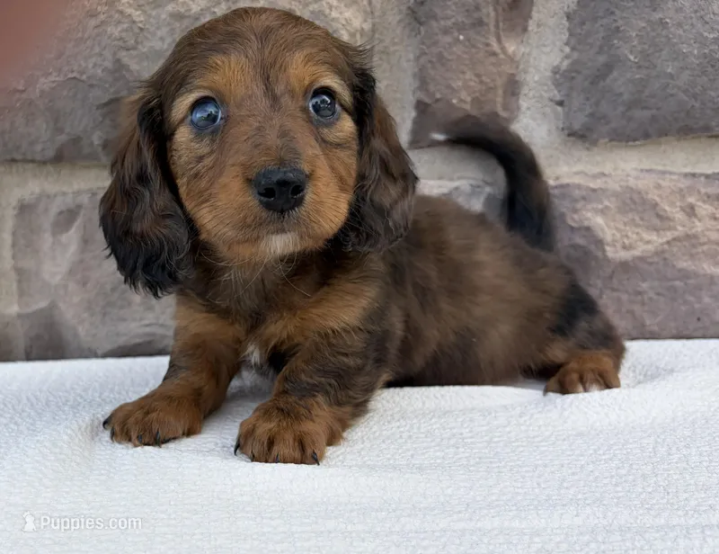 Clover – Miniature Dachshund puppy for sale in Fredericksburg, OH