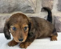 Clover, a female Miniature Dachshund for sale in Fredericksburg, OH – Photo 4 of 4