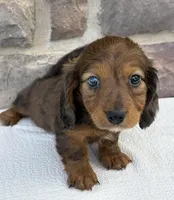 Clover, a female Miniature Dachshund for sale in Fredericksburg, OH – Photo 2 of 4
