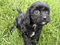 Mia, a male Cavapoo for sale in Fredericksburg, OH – 3 of 5