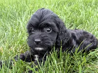 Max, a male Cavapoo for sale in Fredericksburg, OH – 2 of 5