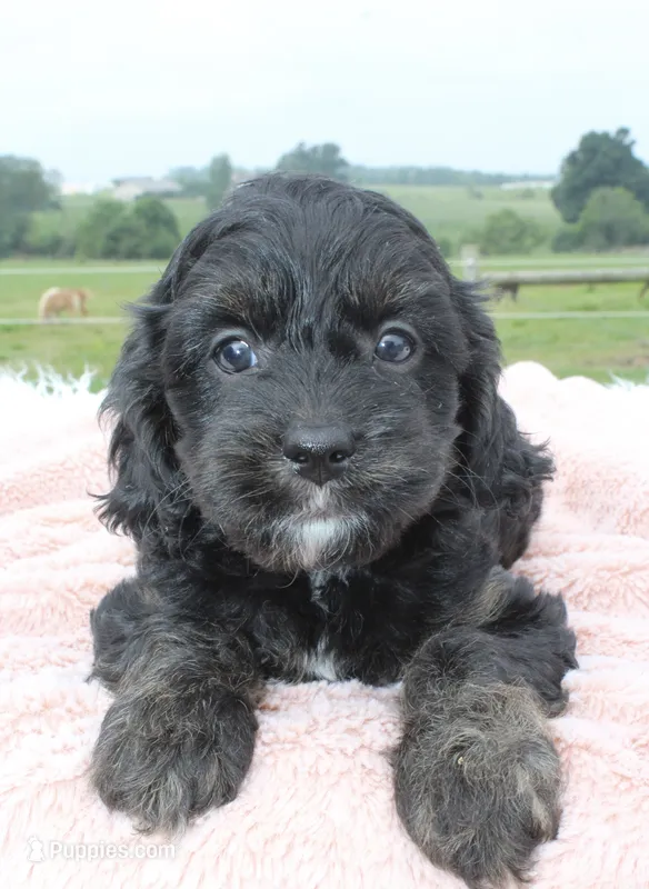 Magic – Cavapoo puppy for sale in Fredericksburg, OH
