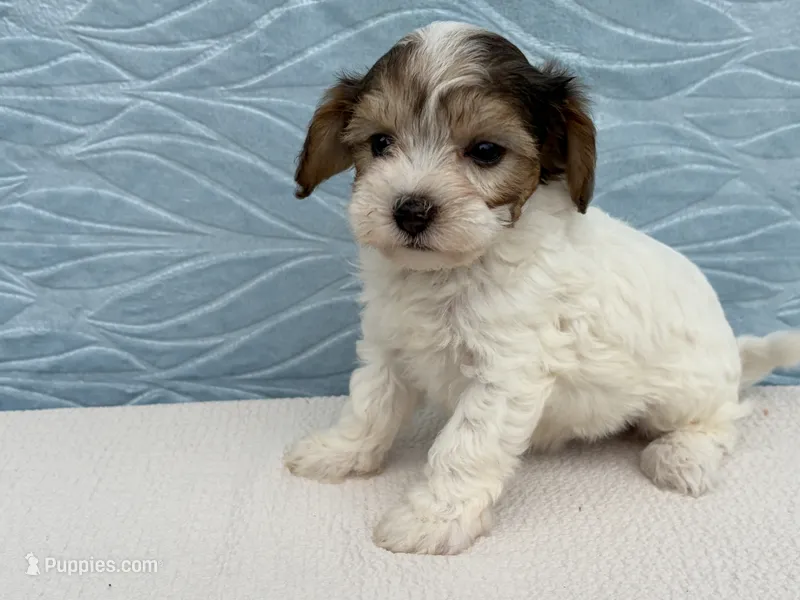 Rhonda – Havapoo puppy for sale in Fredericksburg, OH