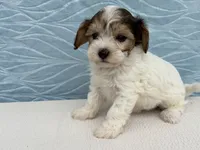 Rhonda, a female Havapoo for sale in Fredericksburg, OH – 1 of 4