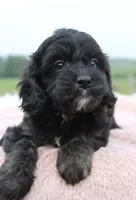 Magic, a female Cavapoo for sale in Fredericksburg, OH – 5 of 5