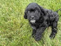 Milo, a male Cavapoo for sale in Fredericksburg, OH – 3 of 5