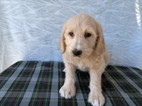 Resa, a female Miniature Labradoodle for sale in Fredericksburg, OH – 3 of 4