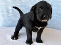 Rover, a male Miniature Labradoodle for sale in Fredericksburg, OH – 2 of 4