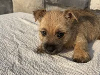 Donny, a male Cairn Terrier for sale in Fredericksburg, OH – 3 of 4