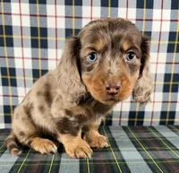 Jasper, a male Miniature Dachshund for sale in Fredericksburg, OH – Photo 1 of 4