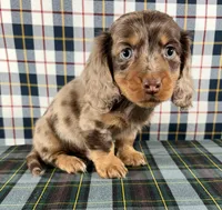 Jasper, a male Miniature Dachshund for sale in Fredericksburg, OH – Photo 4 of 4