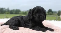 Tracy, a female Cavapoo for sale in Fredericksburg, OH – 2 of 5