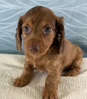 Brittany, a female Miniature Dachshund for sale in Fredericksburg, OH – 2 of 4