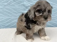 Rex, a male Havapoo for sale in Fredericksburg, OH – 5 of 5