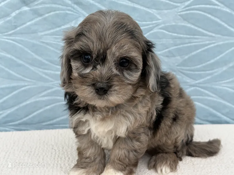 Rex – Havapoo puppy for sale in Fredericksburg, OH
