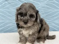 Rex, a male Havapoo for sale in Fredericksburg, OH – 1 of 5