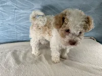 Daisy, a female Havapoo for sale in Fredericksburg, OH – 4 of 4