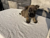 Debra, a female Cairn Terrier for sale in Fredericksburg, OH – 4 of 4
