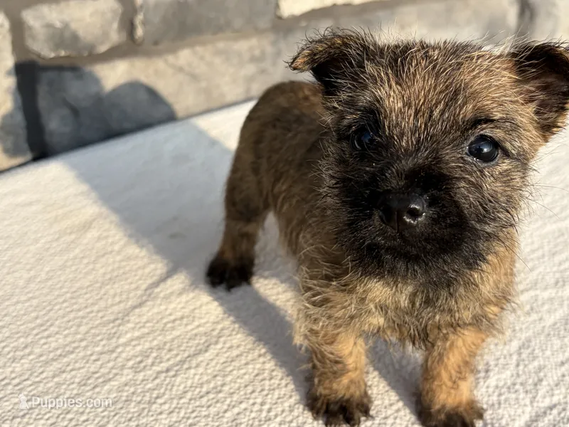 Dora – Cairn Terrier puppy for sale in Fredericksburg, OH