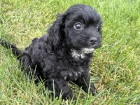 Milo, a male Cavapoo for sale in Fredericksburg, OH – 2 of 5