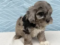Rex, a male Havapoo for sale in Fredericksburg, OH – 2 of 5