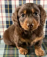 Ruby, a female Miniature Dachshund for sale in Fredericksburg, OH – Photo 4 of 4