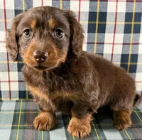 Ruby, a female Miniature Dachshund for sale in Fredericksburg, OH – Photo 3 of 4