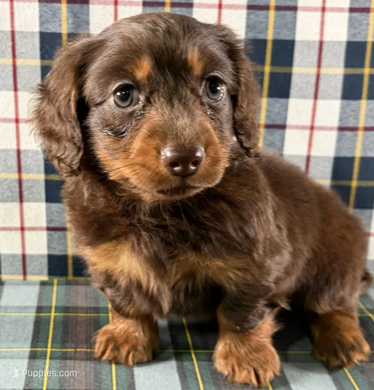 Ruby – Miniature Dachshund puppy for sale in Fredericksburg, OH