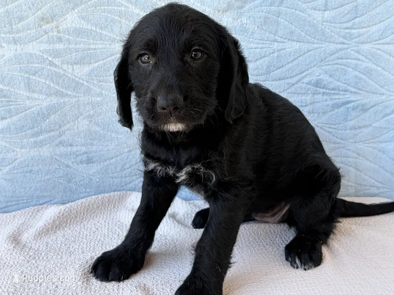 Roxy – Miniature Labradoodle puppy for sale in Fredericksburg, OH