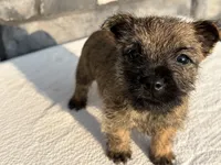 Dora, a female Cairn Terrier for sale in Fredericksburg, OH – 3 of 5