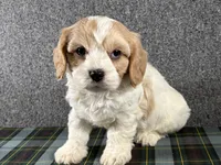 Barb, a female Cavachon for sale in Fredericksburg, OH – 2 of 4