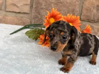 Barbie, a female Miniature Dachshund for sale in Fredericksburg, OH – 4 of 4