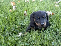 Justin, a male Miniature Dachshund for sale in Fredericksburg, OH – 5 of 5