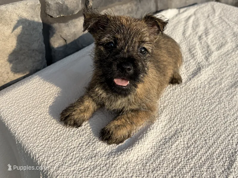 Debra – Cairn Terrier puppy for sale in Fredericksburg, OH