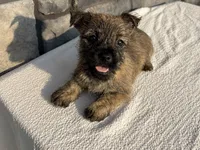 Debra, a female Cairn Terrier for sale in Fredericksburg, OH – 1 of 4