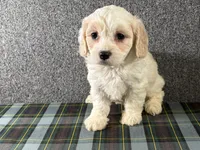 Blair, a female Cavachon for sale in Fredericksburg, OH – 2 of 4