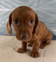 Brook, a female Miniature Dachshund for sale in Fredericksburg, OH – 3 of 4