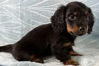 Kate, a female Miniature Dachshund for sale in Fredericksburg, OH – Photo 5 of 5