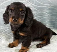 Kate, a female Miniature Dachshund for sale in Fredericksburg, OH – Photo 1 of 5