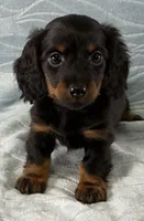 Kate, a female Miniature Dachshund for sale in Fredericksburg, OH – Photo 4 of 5