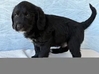 Rover, a male Miniature Labradoodle for sale in Fredericksburg, OH – 4 of 4