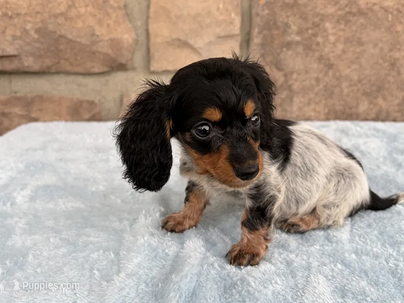 Biscuit – Miniature Dachshund puppy for sale in Fredericksburg, OH