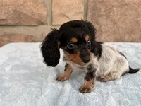 Biscuit, a female Miniature Dachshund for sale in Fredericksburg, OH – 1 of 4