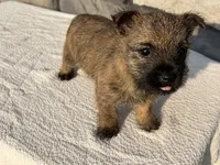 Dora, a female Cairn Terrier for sale in Fredericksburg, OH – 4 of 5