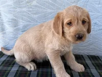 Randy, a male Miniature Labradoodle for sale in Fredericksburg, OH – 2 of 4