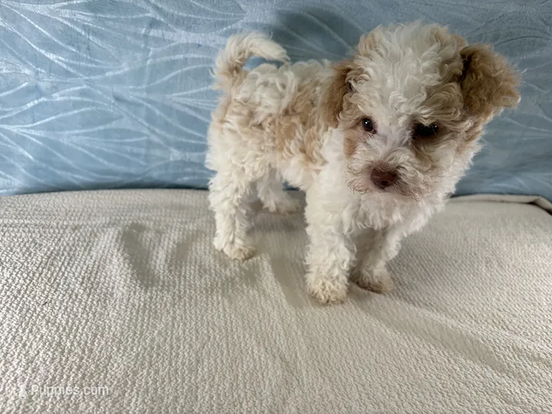 Daisy – Havapoo puppy for sale in Fredericksburg, OH