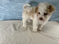 Daisy, a female Havapoo for sale in Fredericksburg, OH – 1 of 4